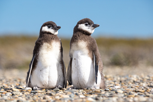 Two young Magellanic penguins standing upright at Cabo Virgenes, Argentina