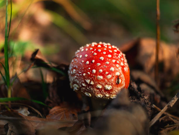 istock Amanita muscari psychoactive toadstool Fly agaric red-headed hallucinogenic toxic mushroom with white dots autumn forest 1742169569
