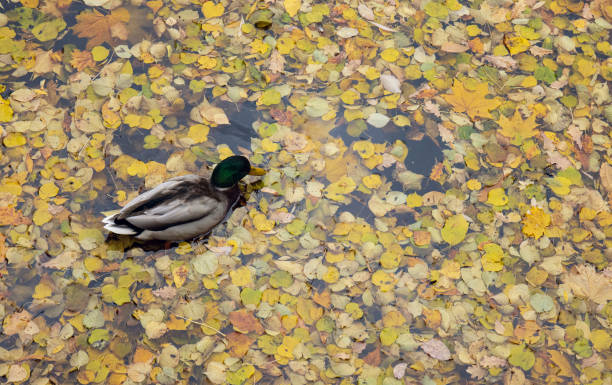 istock Colorful Autumn Reflection: Wildlife by the Lake 1742175573