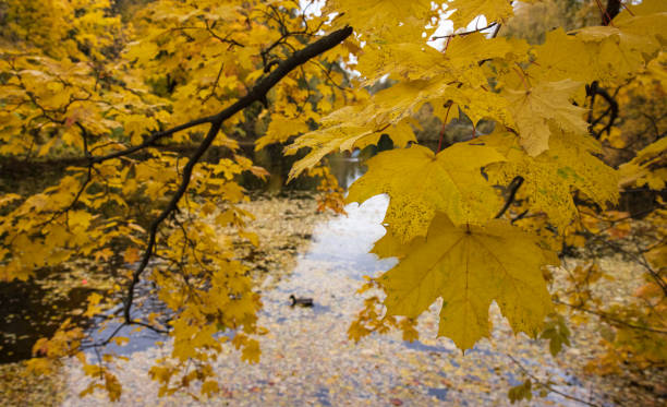 Fallen maple leaf and autumn foliage on a wooden path and pond in the park in autumn