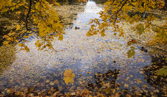 Fallen maple leaf and autumn foliage on a wooden path and pond in the park in autumn