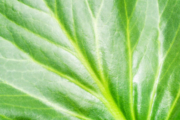 istock Green leaf texture. Natural enviroment vibrant background. Plant macro veins pattern. Backlight texture. 1742181411