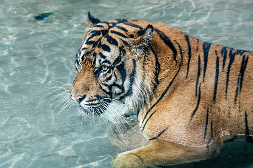 A solitary tiger sits in a body of water, looking around in wonder and curiosity.