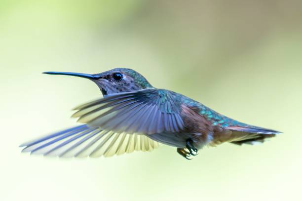 istock Hummingbird in mid-flight showcasing its vibrant colors. 1742183280