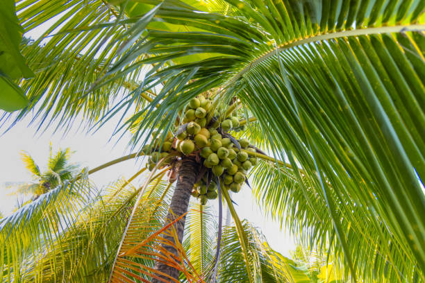istock Tropical palm coconut trees on sunset sky - Mekong river, Vietnam 1742187461