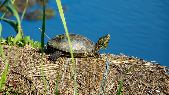A European Pond Turtle in the Danube Delta