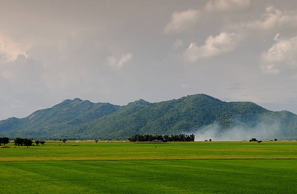 Rice field scenery in Mekong Delta, Vietnam.