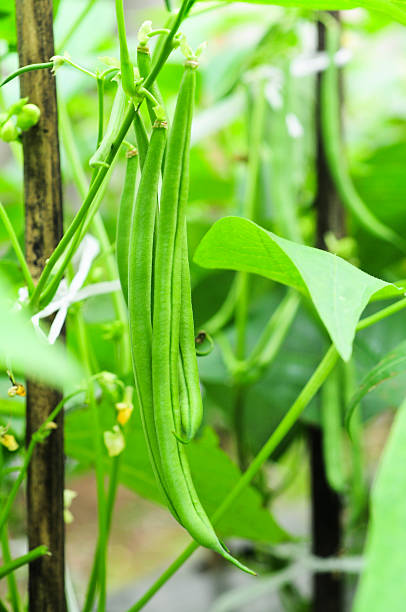 istock Bunch of Green Bean 174220130