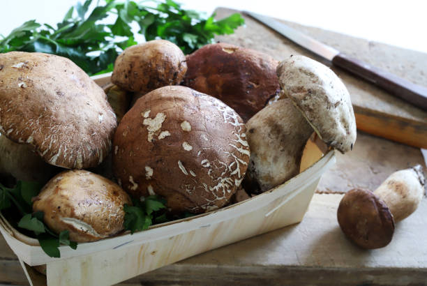 istock Organic porcini mushrooms. 1742215185