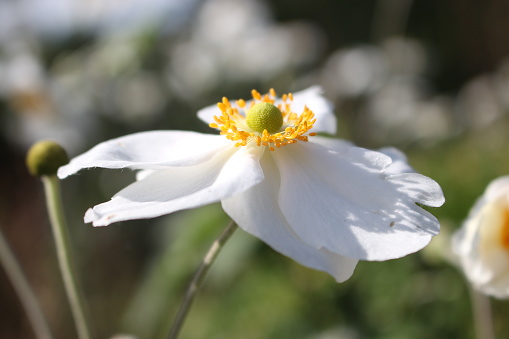 Single flowering plant in bloom in the garden