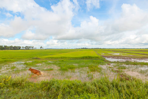 Palms trees on the rice field, in Kampot, Cambodia
