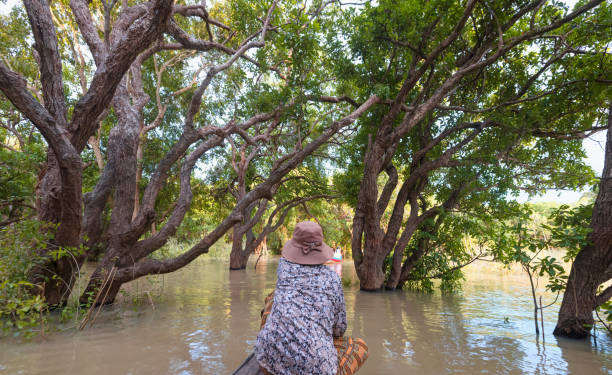 árvores alagadas em manguezal. aldeia de kampong phluk. camboja - flood people asia cambodia - fotografias e filmes do acervo