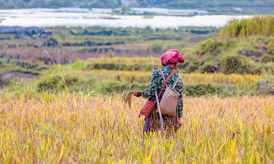 An old woman in local clothes collecting rice in the rice field - Vietnam