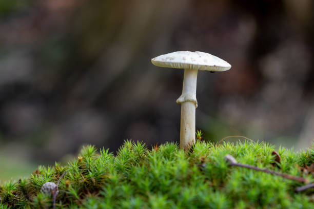 Mushroom on forest floor Single Amanita phalloides or death cap fungus on a moss covered forest floor. amanita phalloides stock pictures, royalty-free photos & images