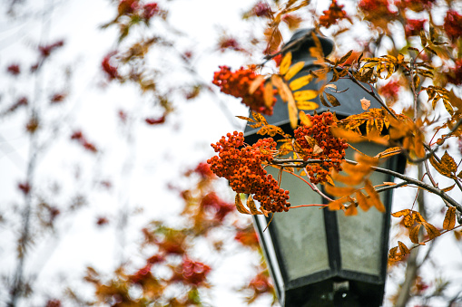 Autumn leaves and rowan berries on a street lamp in the city