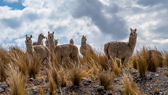 Llama a high altitude Camelid in Sajama National park, Bolivia