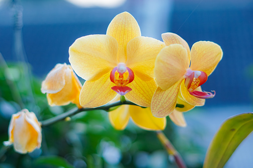 Orchids or Orchid Flowers yellow (Orchidaceae) Attractive flowering plants, generally grown in the wet tropics, selective focus.