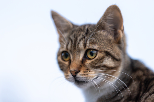 Portrait of a frightened cat closeup. Breed Scottish Fold.