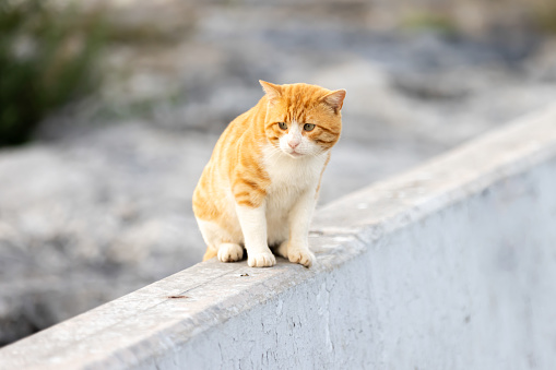 Ginger stray cat is standing on wall.