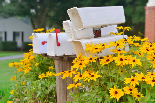 The Black-eyed Susans surround a rural news paper and mail delivery site providing a nice roadside diversion and illustrating a sense of community. Beside they're just pretty and the Maryland state flower to boot.
