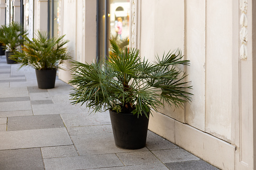 Chamaerops humilis palms in a flower pot. The concept of air pollution treatment by natural methods.