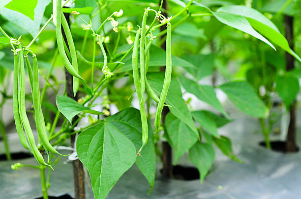 sistema plantação de feijão-verde - bush bean - fotografias e filmes do acervo