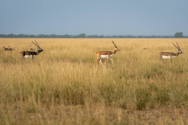 blackbuck or antilope cervicapra or indian antelope herd or group walking together in pattern in open field or grassland landscape of tal chhapar sanctuary churu rajasthan india asia