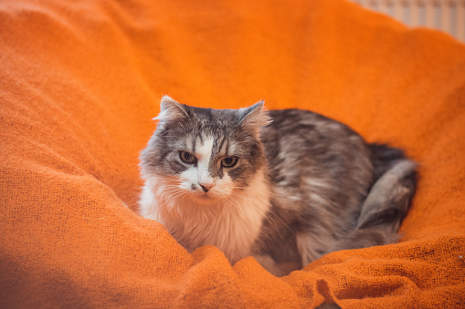 Portrait of a capricious domestic cat of Ragdoll breed lying in an orange blanket during morning siesta. Four-legged sloth. The darling of the family.