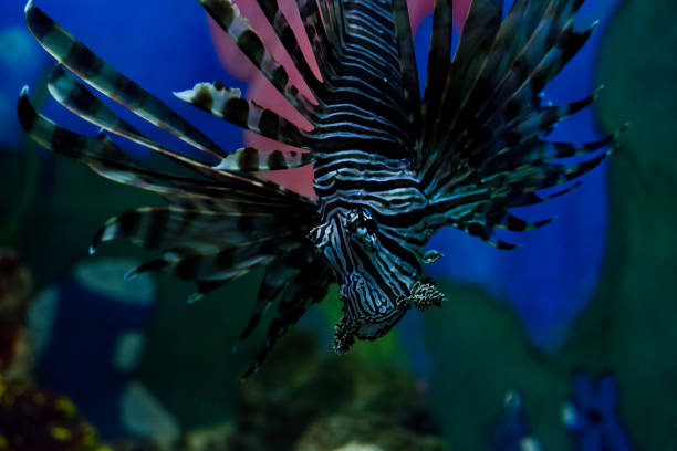 istock Selective focus of swimming lionfish. 1742268882