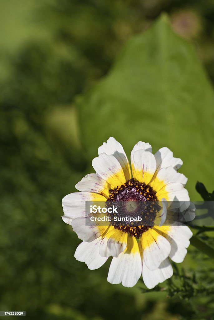 Flower - Lizenzfrei Agrarbetrieb Stock-Foto