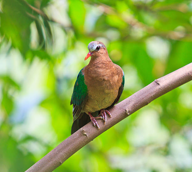 istock Bird Emerald Dove chalcophaps indica Thailand 174228409