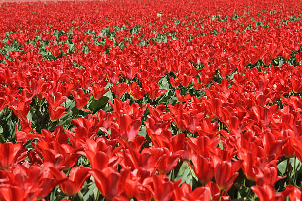 Bright red tulip field at Keukenhof gardens in The Netherlands stock photo