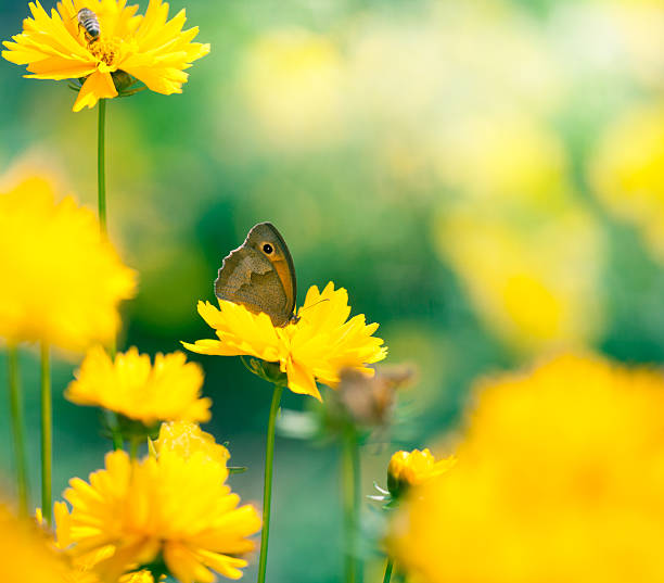istock Butterfly and bee on daisy flowers, close-up 174228707