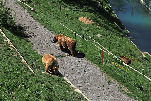 istock Brown bear in  park , Bern, Switzerland. 174228958
