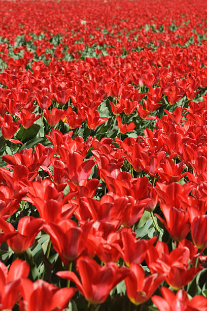Flower field at Keukenhof gardens in The Netherlands stock photo