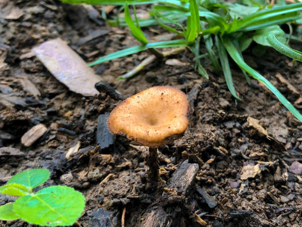 istock Mushroom in the wild 1742300874