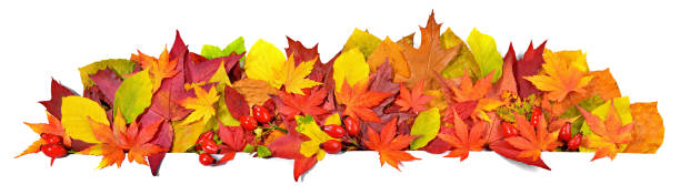istock Autumn Leaves - Dry Fall Leaf Panorama  isolated on white Background 1742300897