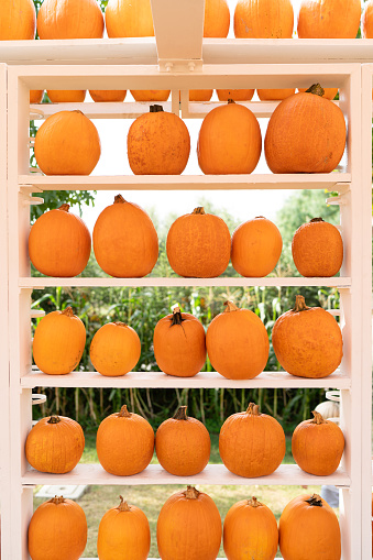 Display of orange pumpkins on several white wooden shelves.