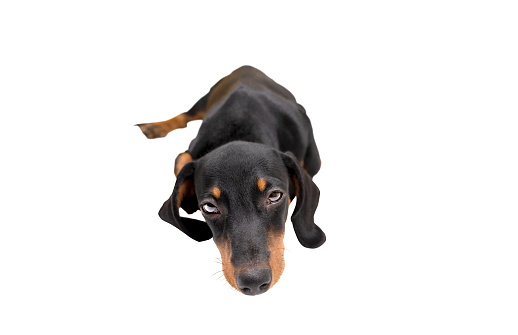 Dachshund dog isolated over white background