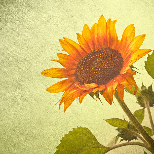 istock sunflower over grunge background 174230534