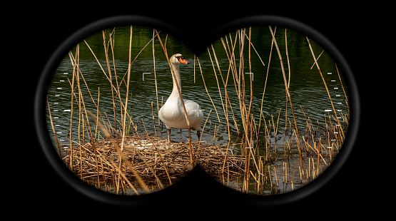 Binoculars Point of View (looking through binoculars) with a white mute swan (Cygnus olor) while hatching the eggs in the nest made of reeds.