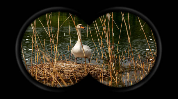 lornetka z białym łabędziem wykluwającym się w gnieździe - focus binoculars spy eyesight zdjęcia i obrazy z banku zdjęć