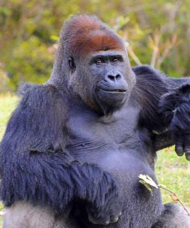 Male lowland gorilla with a casual smirk against a natural green grass and tree background