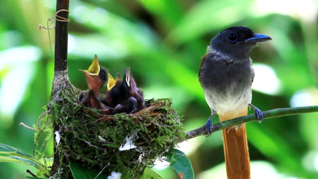 Asian paradise flycatcher feeds its babies