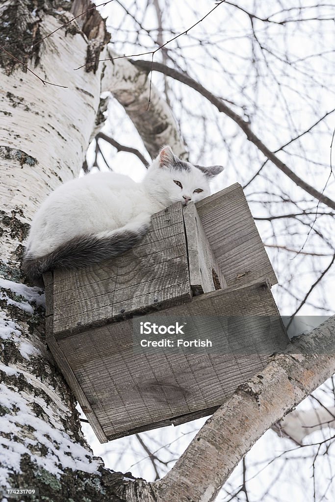 Gatto sdraiati su una Casetta per gli uccelli - Foto stock royalty-free di Albero