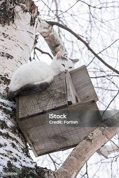 Gatto Sdraiati Su Una Casetta Per Gli Uccelli - Fotografie stock e altre immagini di Albero - Albero, Ambientazione esterna, Animale