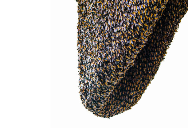 istock Large group of working bees on honeycomb with isolated background. 1742317292