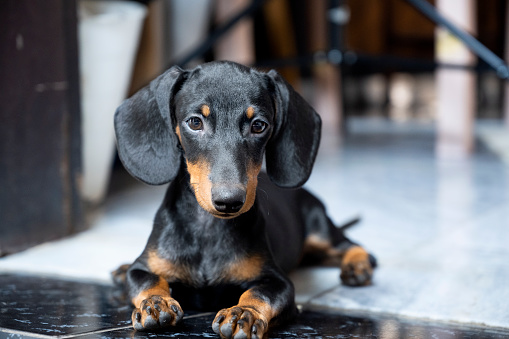 The dachshund dog on the floor inside the house