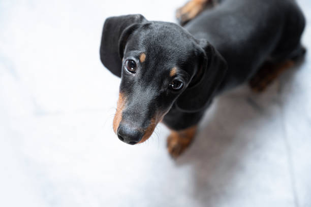 istock The dachshund dog on the floor 1742318337