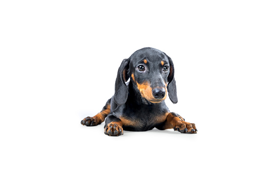 Dachshund dog isolated over white background